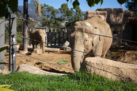 Santa barbara zoo - There are many ways to support the Santa Barbara Zoo. Donate Now . Santa Barbara Zoo. 500 Ninos Drive, Santa Barbara, CA 93103 | View Map (805) 962-5339 main | (805) 962-6310 info line | Email Us. Open Every Day. Hours are 10 a.m. – 5 p.m. 10 a.m. – 3:30 p.m. on Thanksgiving, Christmas Eve, and Christmas.